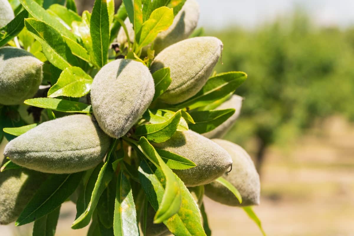 Almond