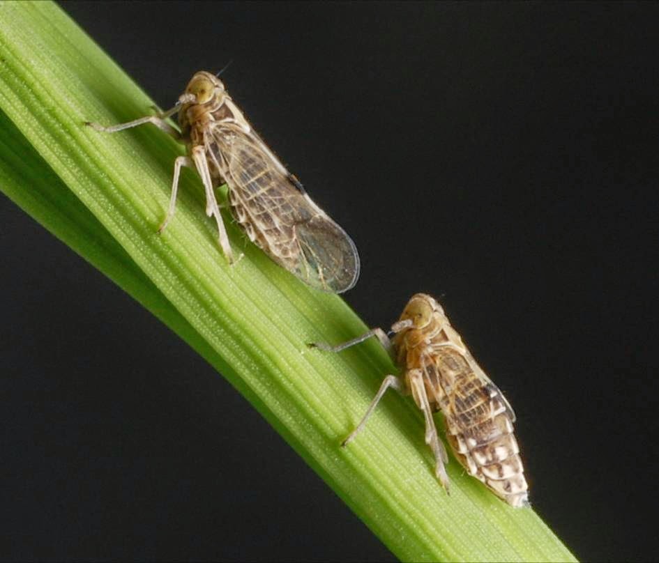 Brown Planthopper on Rice