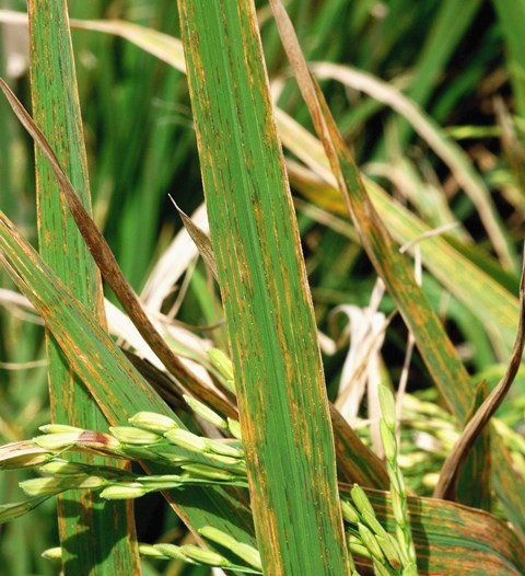 Bacterial Leaf Blight on Rice