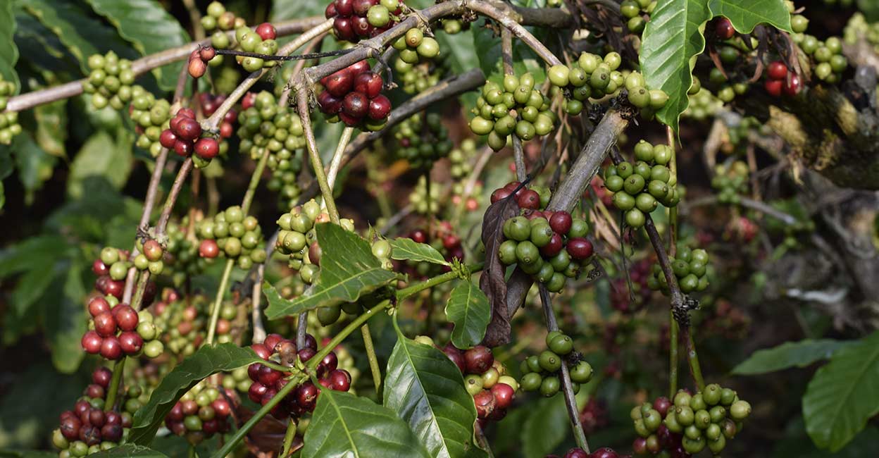 Coffee