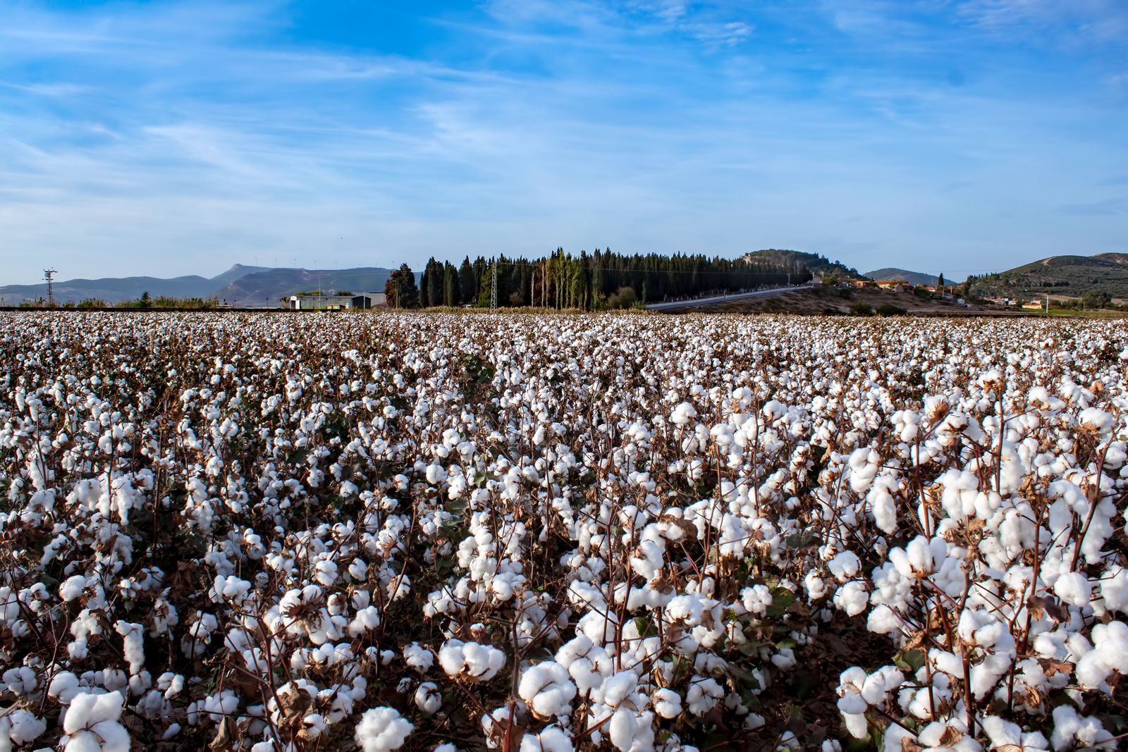 Cotton
