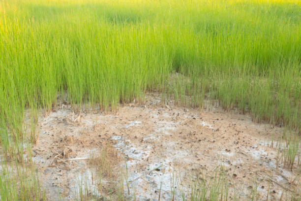 Salinity on Rice