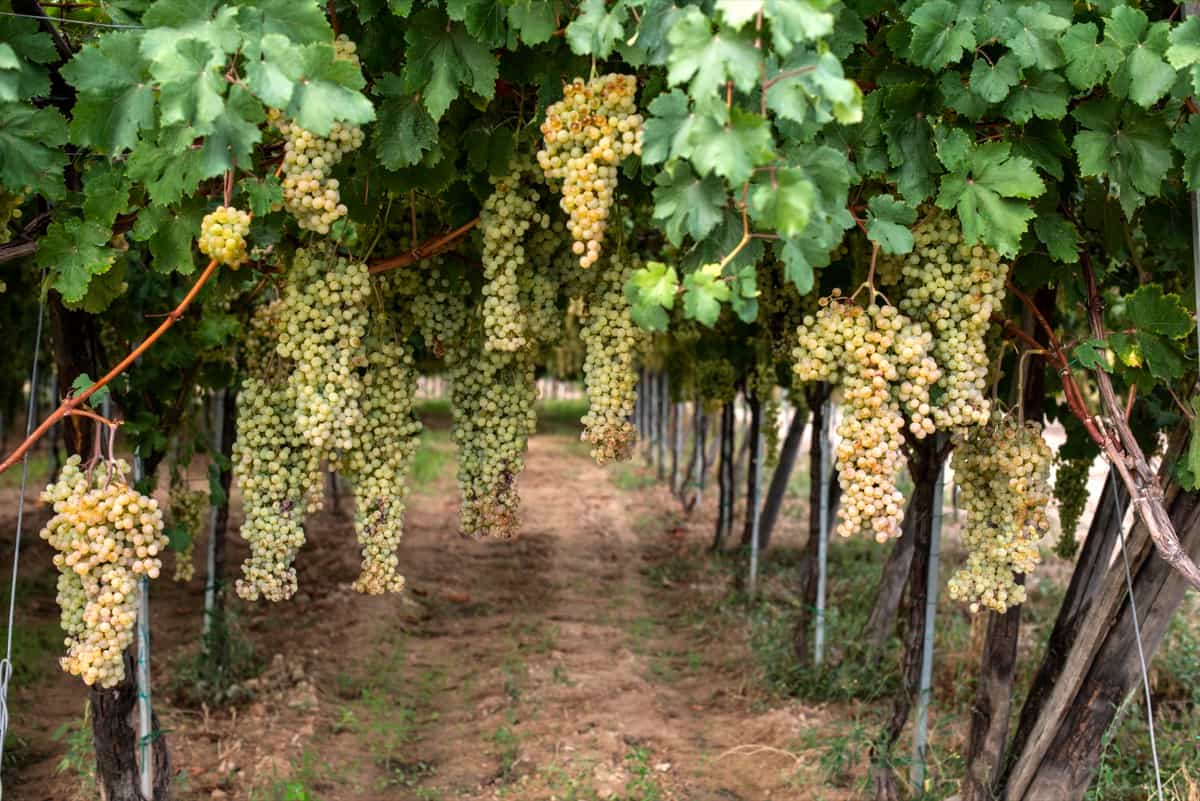 Grape