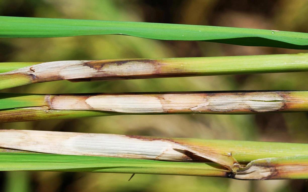 Sheath Blight on Rice