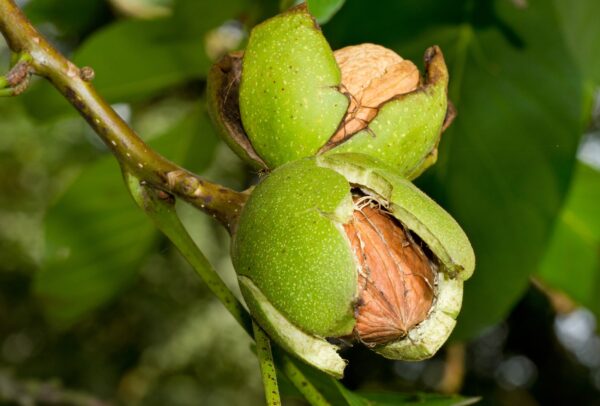 Walnut