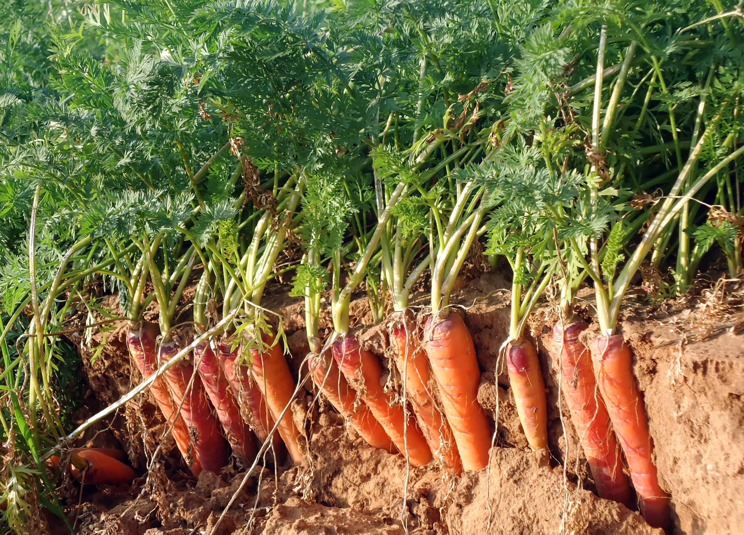Carrot